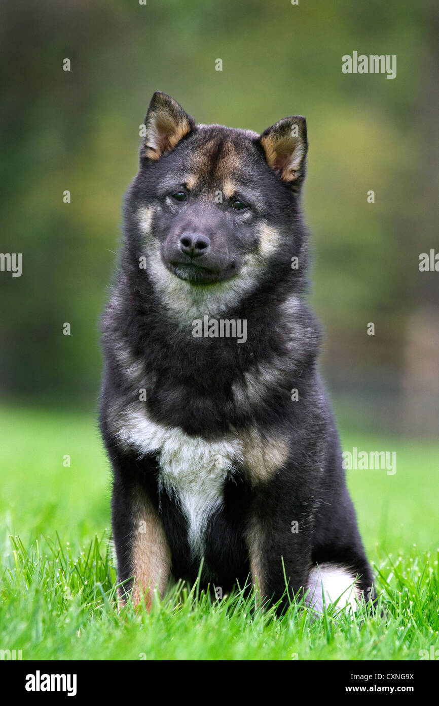 Shiba Inu / Shiba Ken (Canis lupus familiaris) giapponese cane di razza in giardino Foto Stock