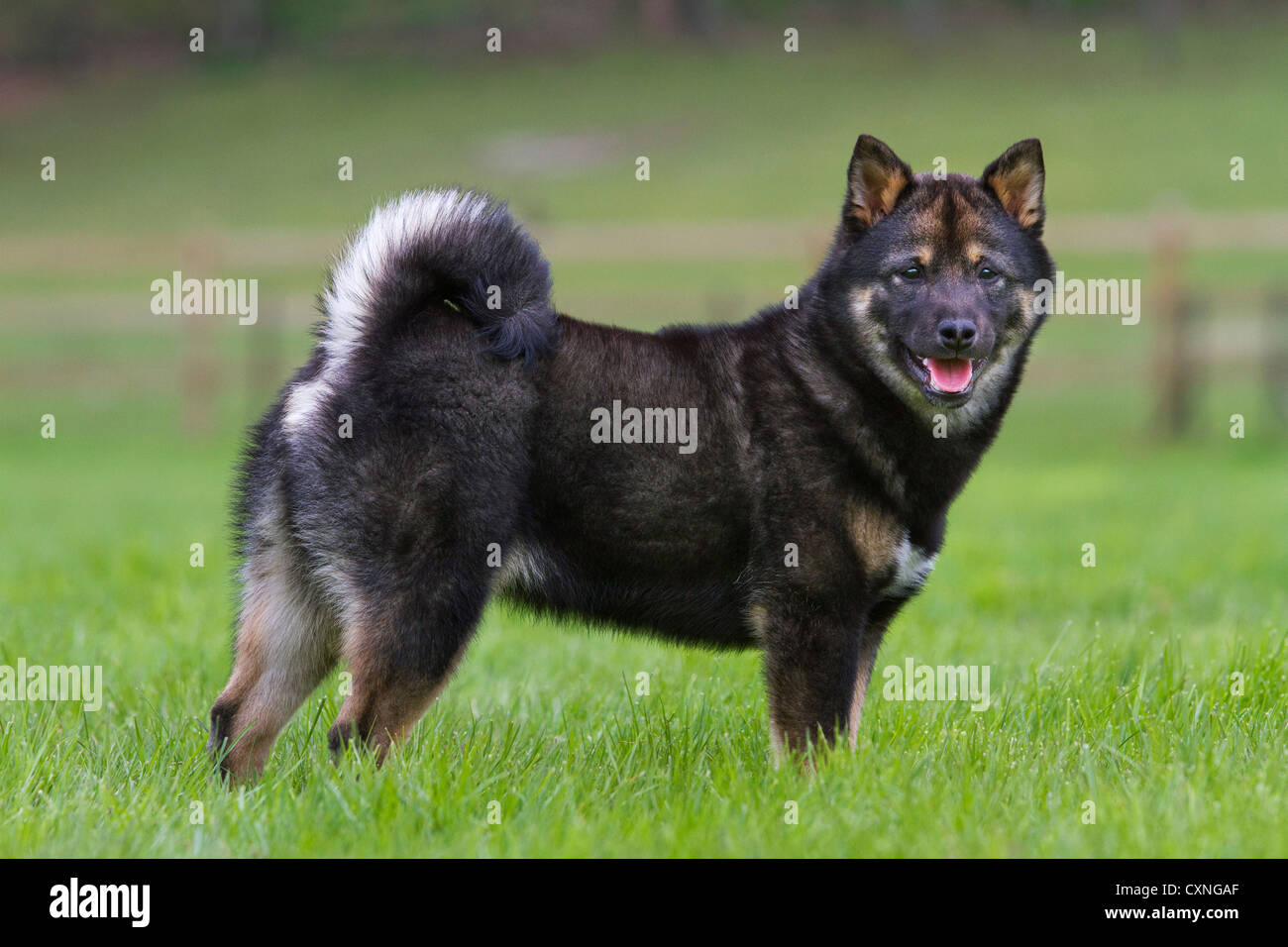 Shiba Inu / Shiba Ken (Canis lupus familiaris) giapponese cane di razza in giardino Foto Stock