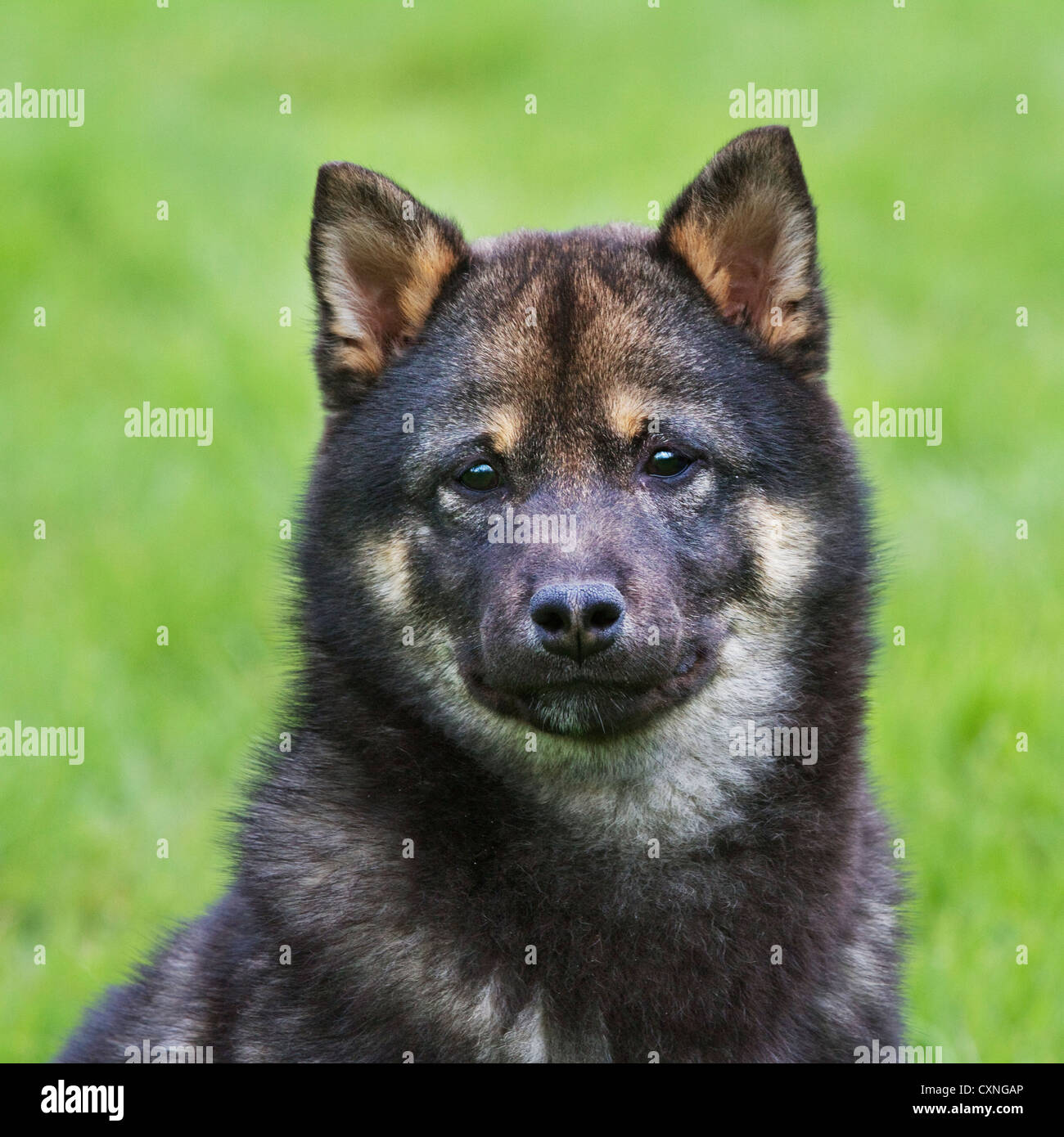 Shiba Inu / Shiba Ken (Canis lupus familiaris) giapponese cane di razza in giardino Foto Stock