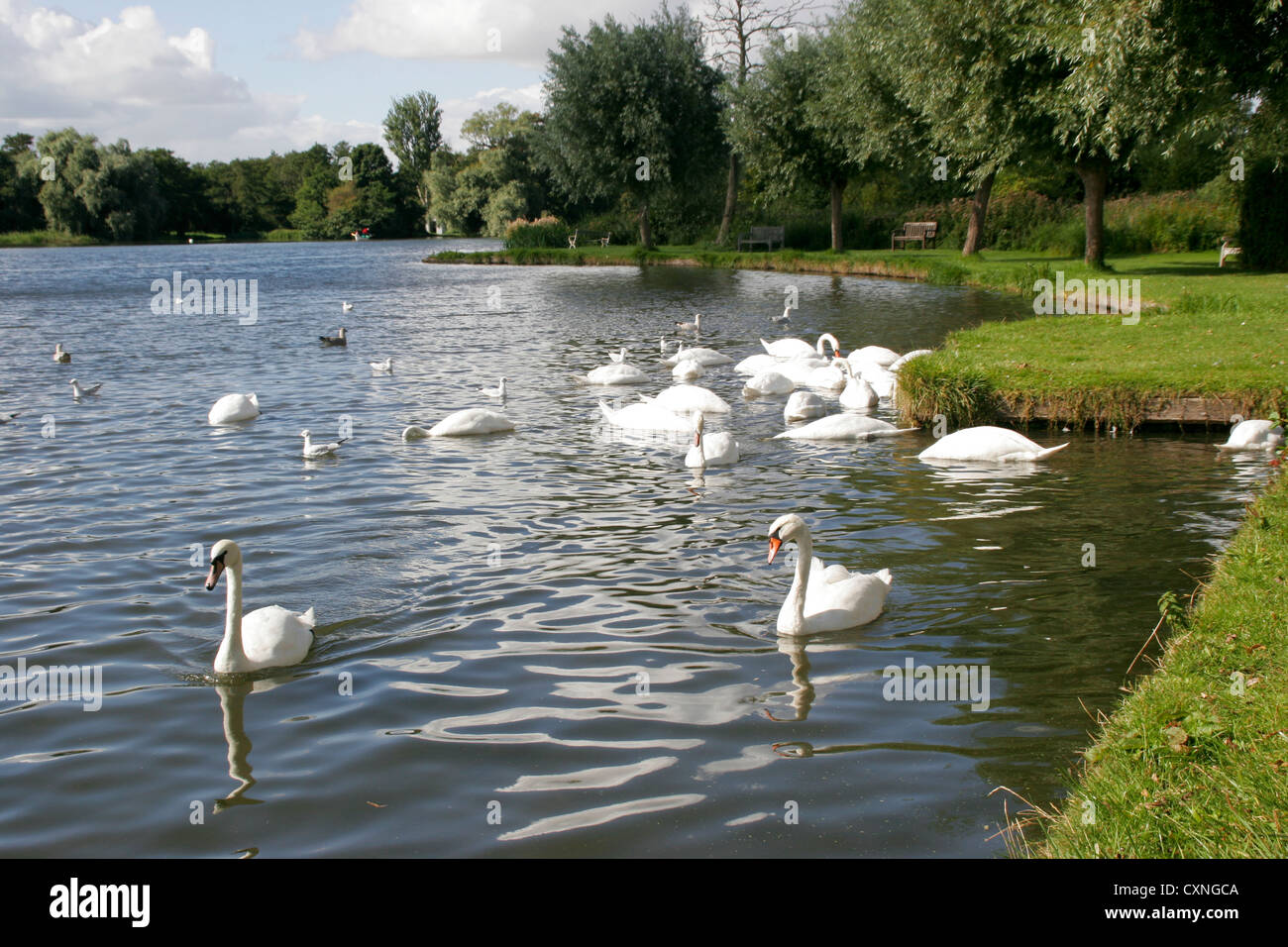 Cigni Il Meare Thorpeness Inghilterra Suffolk REGNO UNITO Foto Stock