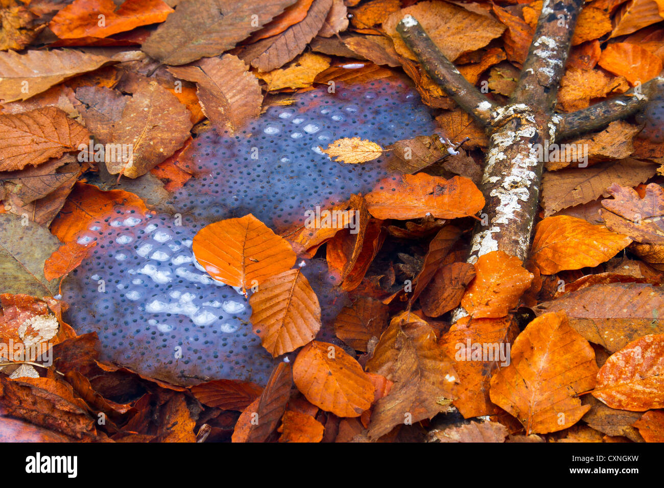 Uova di rana e foglie cadute in un stagno. Foto Stock