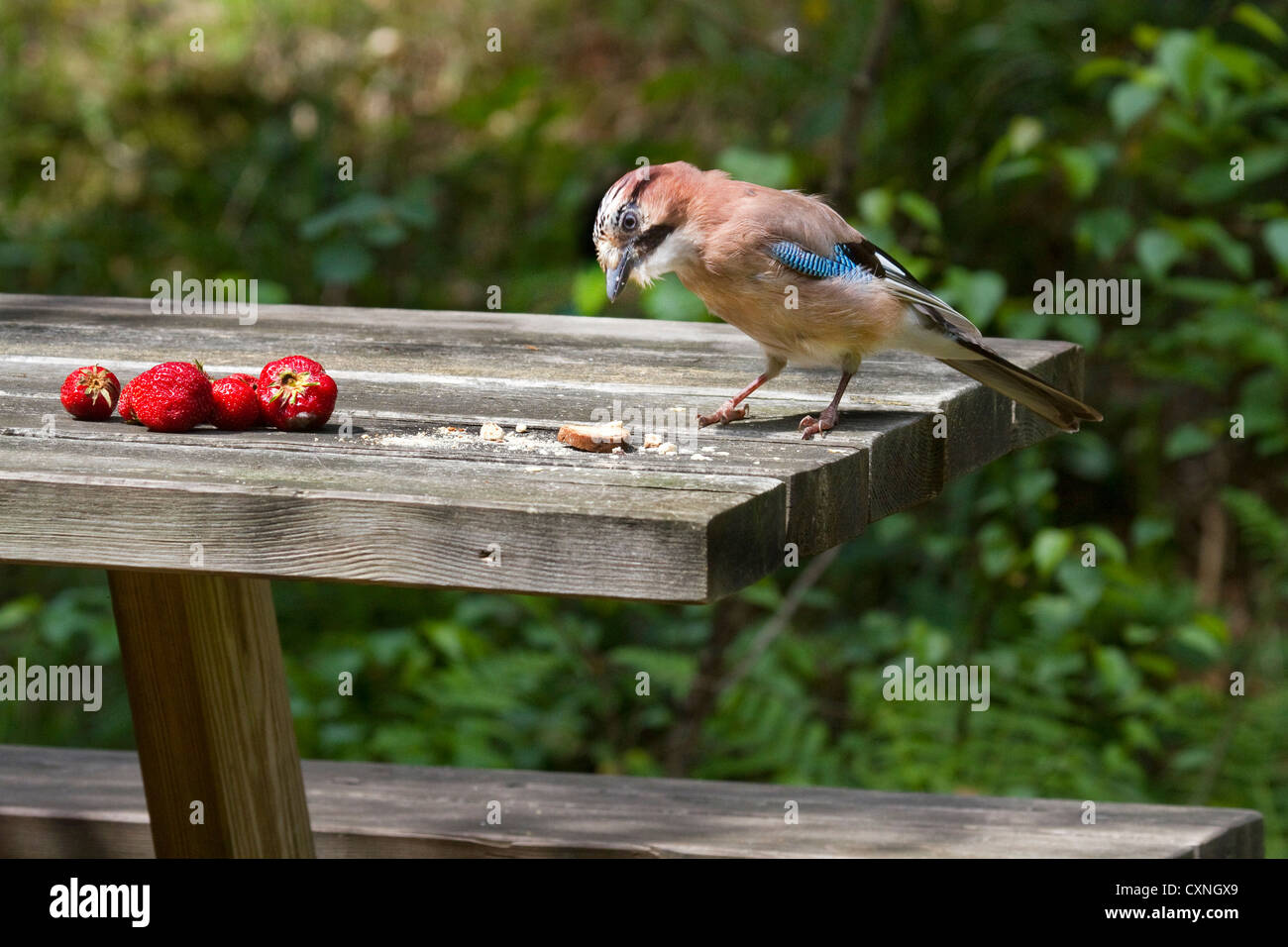 Eurasian Jay (Garrulus glandarius) rubare cibo dal tavolo da giardino Foto Stock