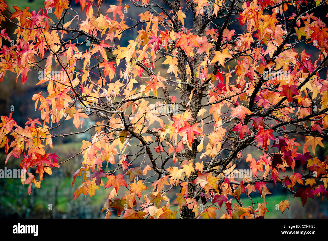 (Liquidambar Liquidambar styraciflua). Le foglie in autunno. Foto Stock