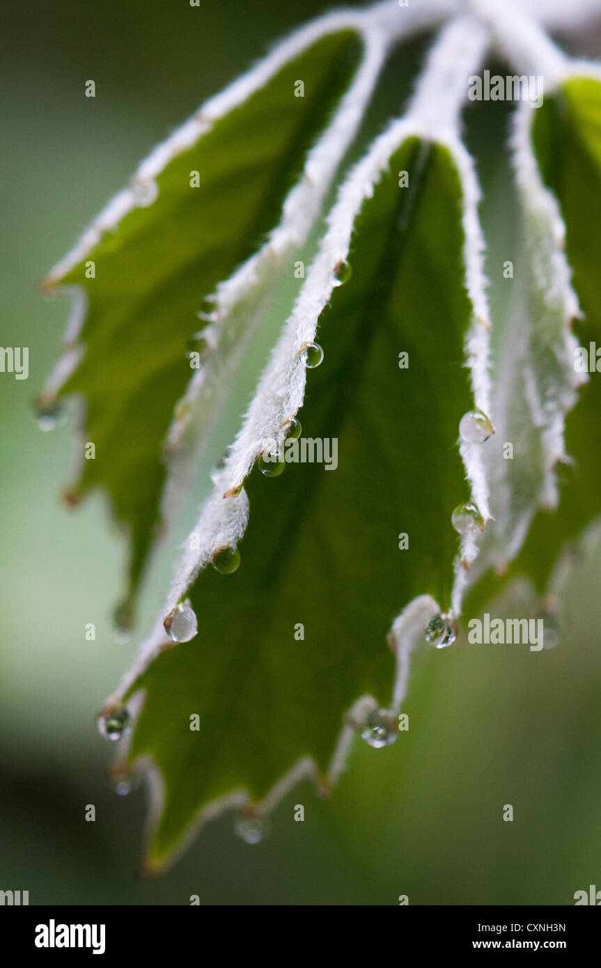 Fiore all'Eden Project, Cornwall Foto Stock
