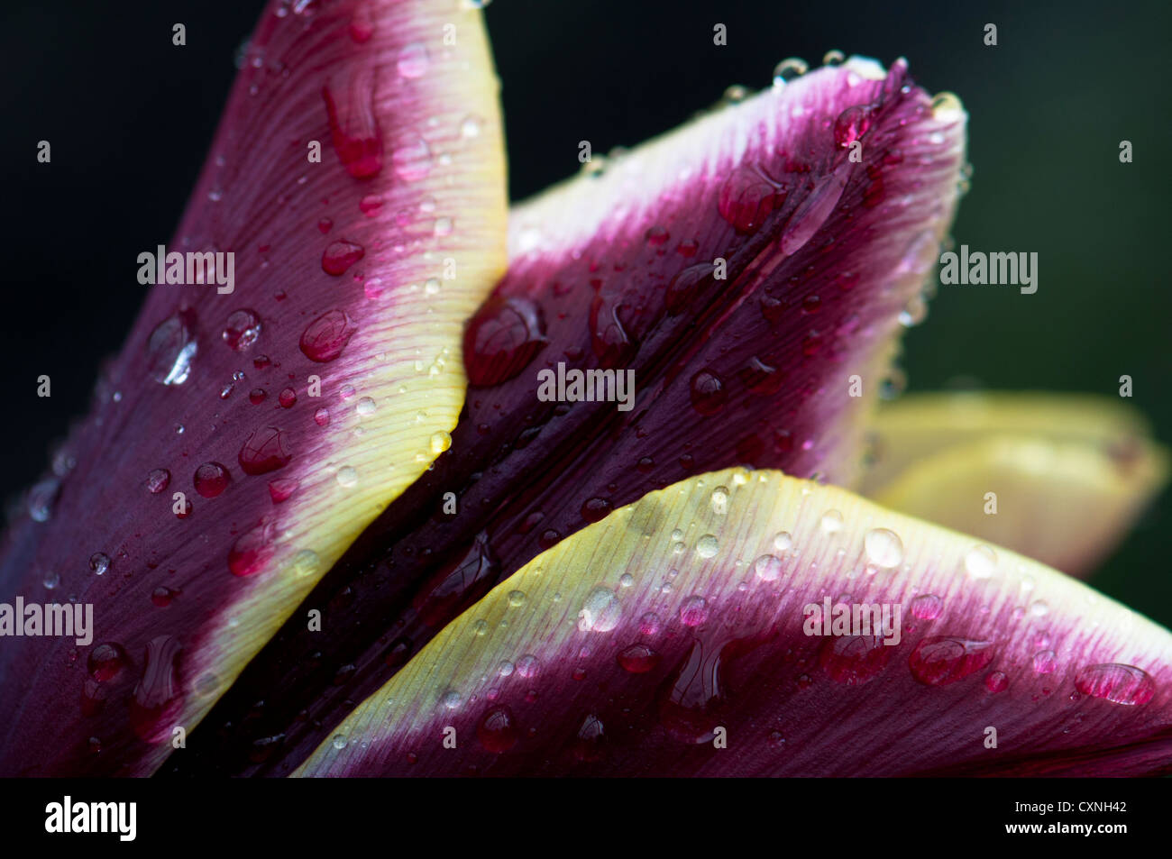 Fiore all'Eden Project, Cornwall Foto Stock