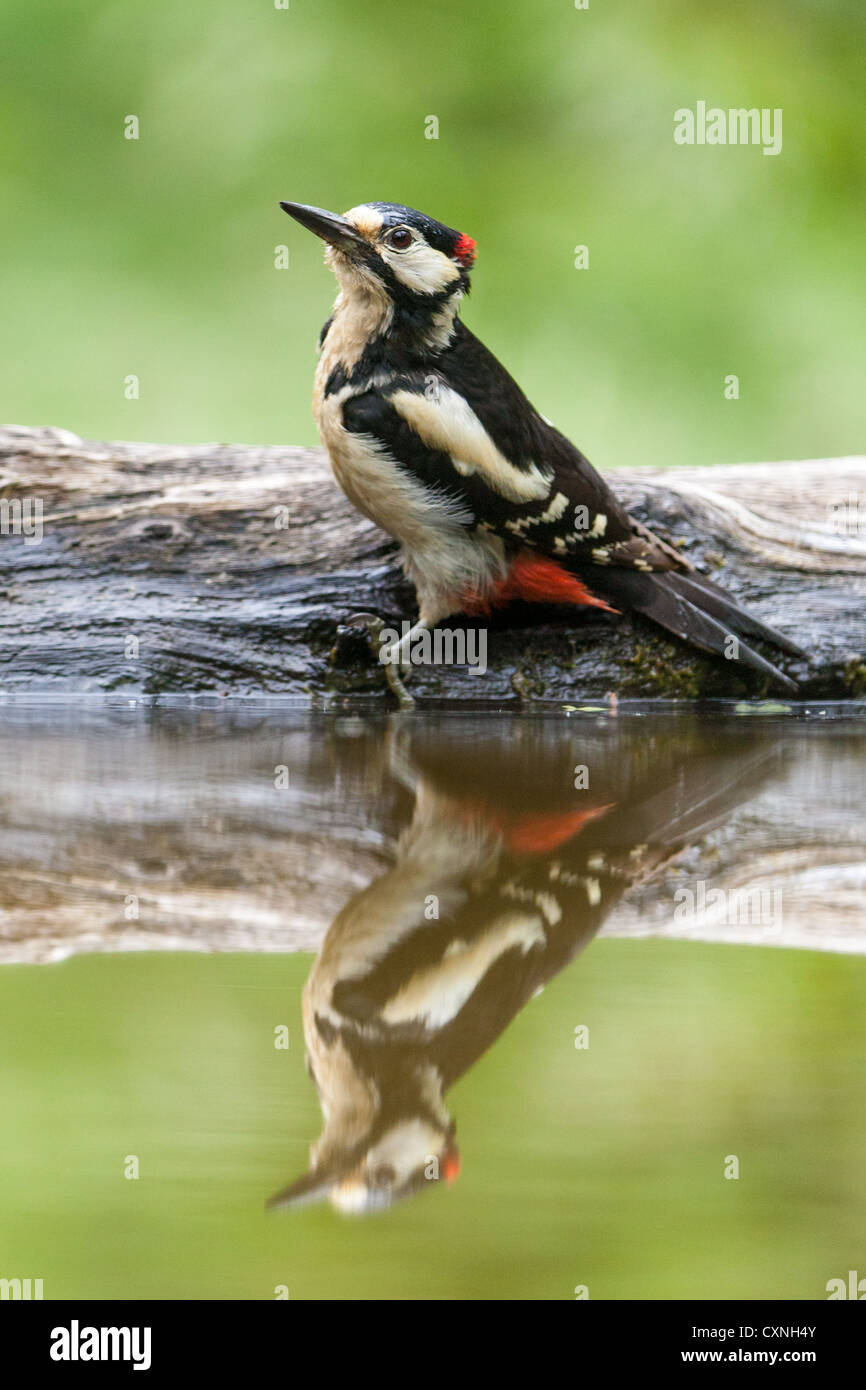 Picchio rosso maggiore (Dendrocopos major) riflesso in una foresta in piscina, vista laterale, messa a fuoco morbida dello sfondo verde Foto Stock