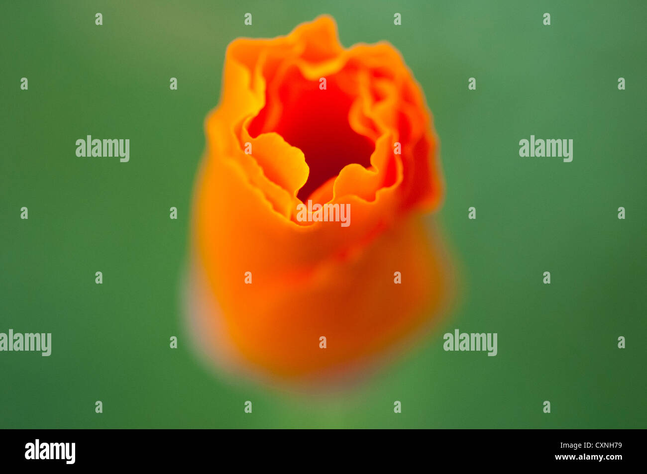 Fiore all'Eden Project, Cornwall Foto Stock