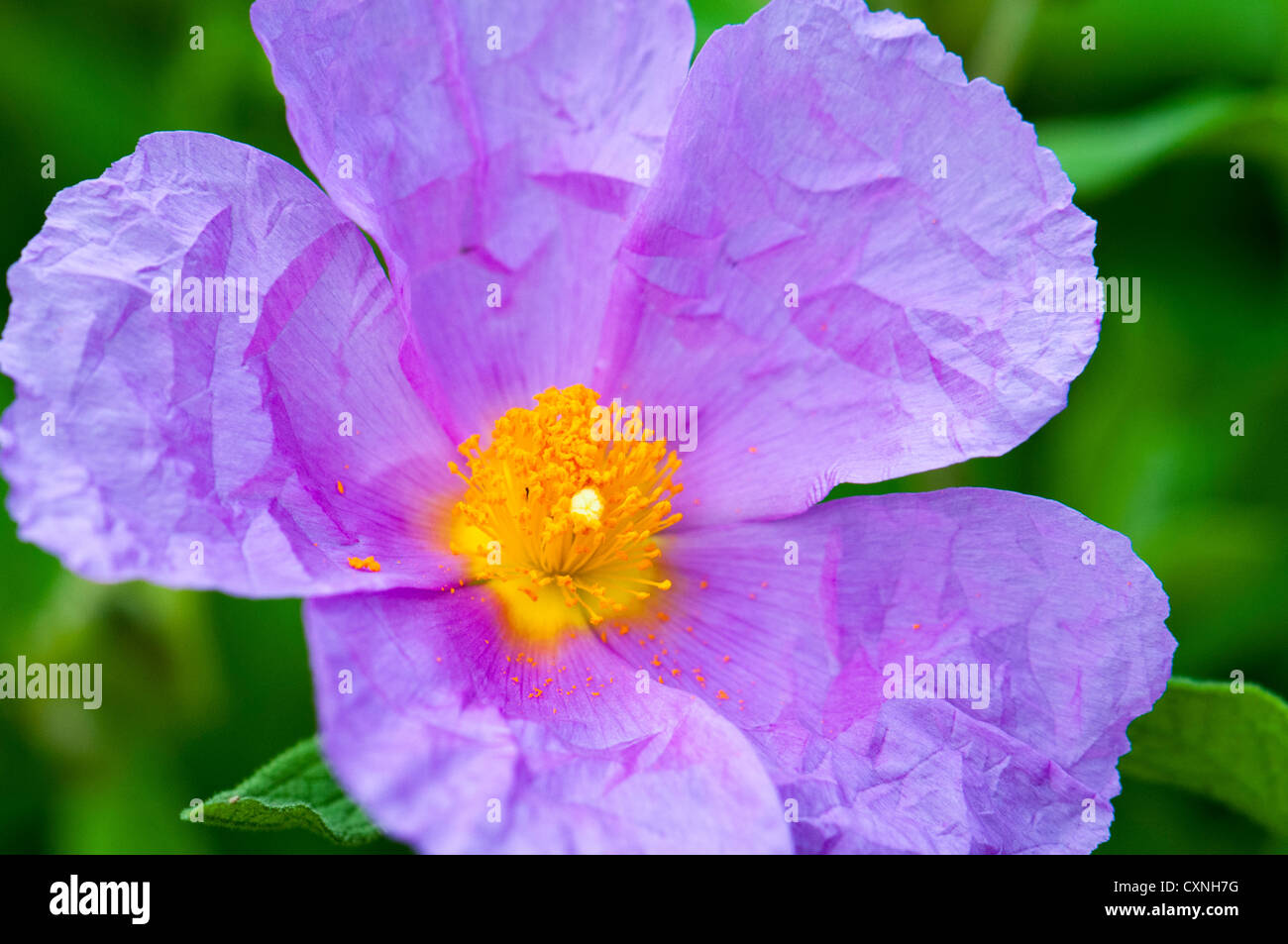 Fiore all'Eden Project, Cornwall Foto Stock