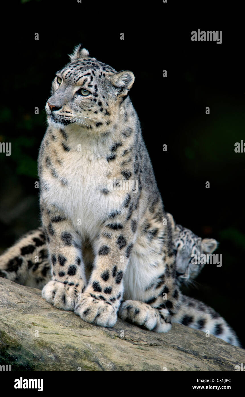 Snow Leopard, Uncia uncia, Panthera uncia, Asia Foto Stock
