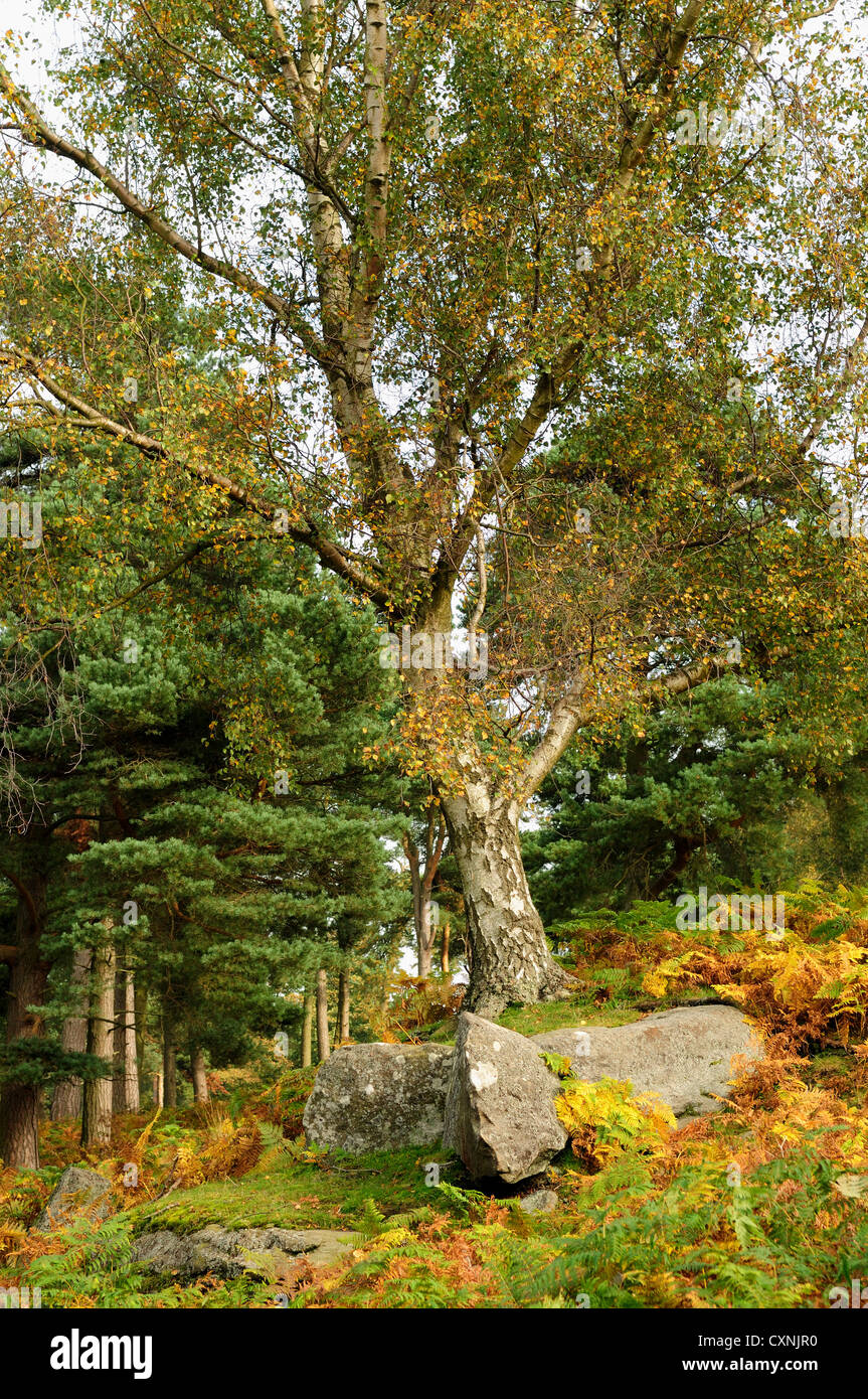 In autunno il Peak District Derbyshire.Nastro in betulla. Foto Stock