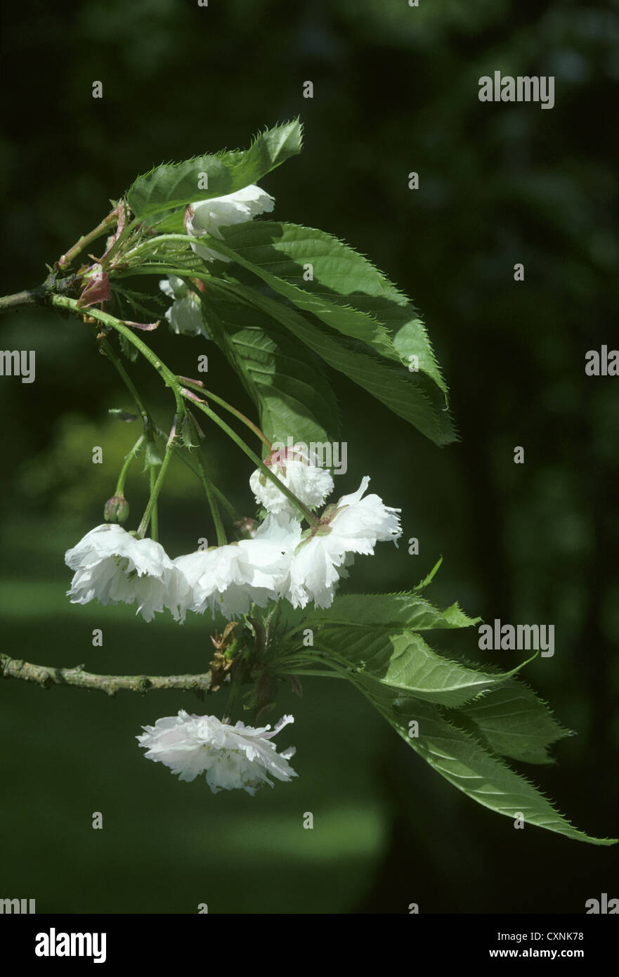 Ciliegia giapponese Prunus serrulata (Rosacee) Foto Stock