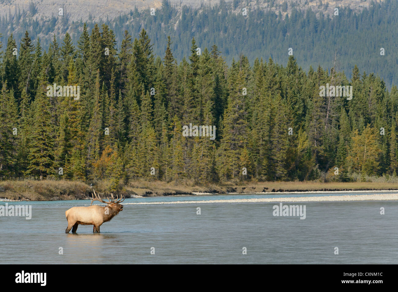 Una Bull Elk (Cervus elaphus) si ferma nel bel mezzo del discorso al bugle a un rivale Toro, Northern Rockies Foto Stock