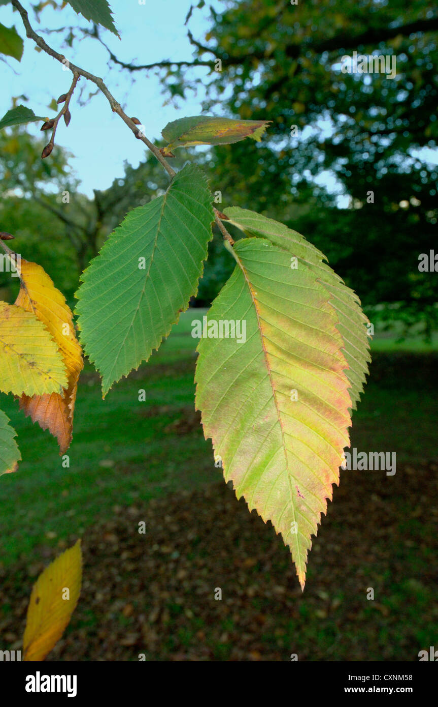 Bianco europeo Elm Ulmus laevis (Ulmaceae) Foto Stock