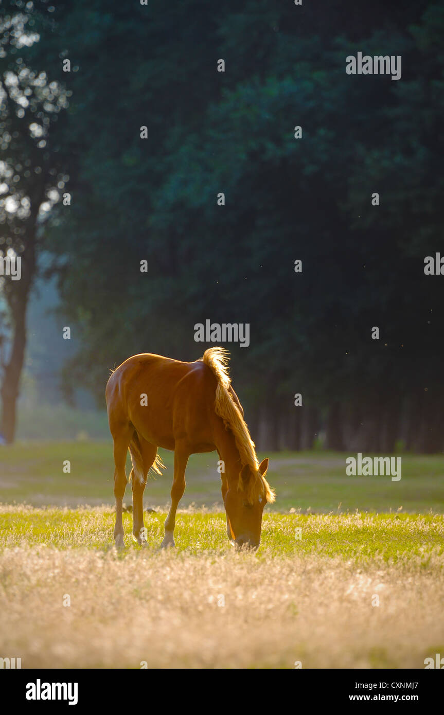 Un cavallo selvaggio testa ritratto di profilo Foto Stock