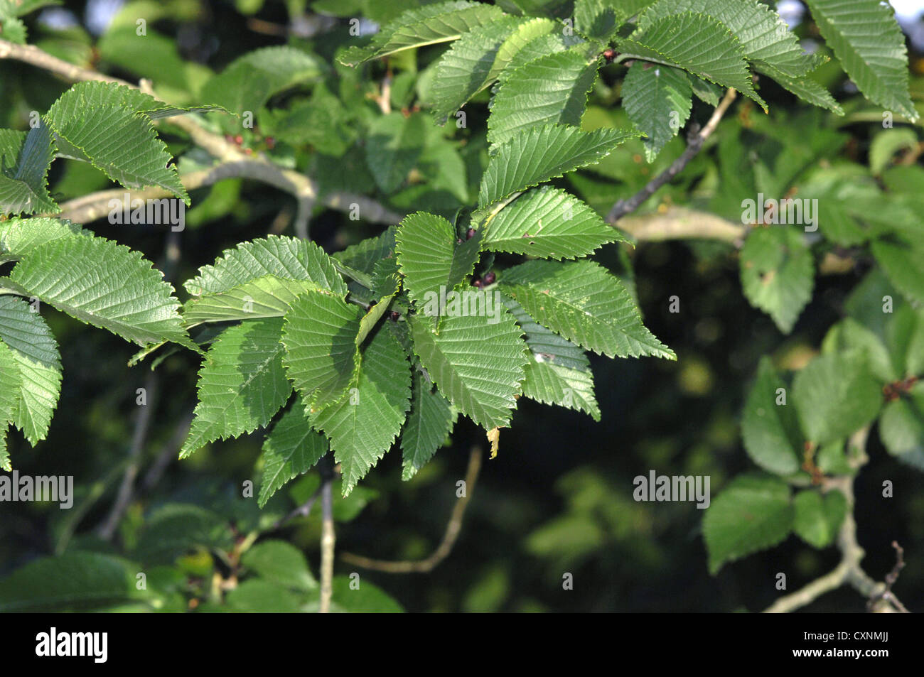 Hybrid Elm Ulmus 'Lobel' (Ulmaceae) Foto Stock