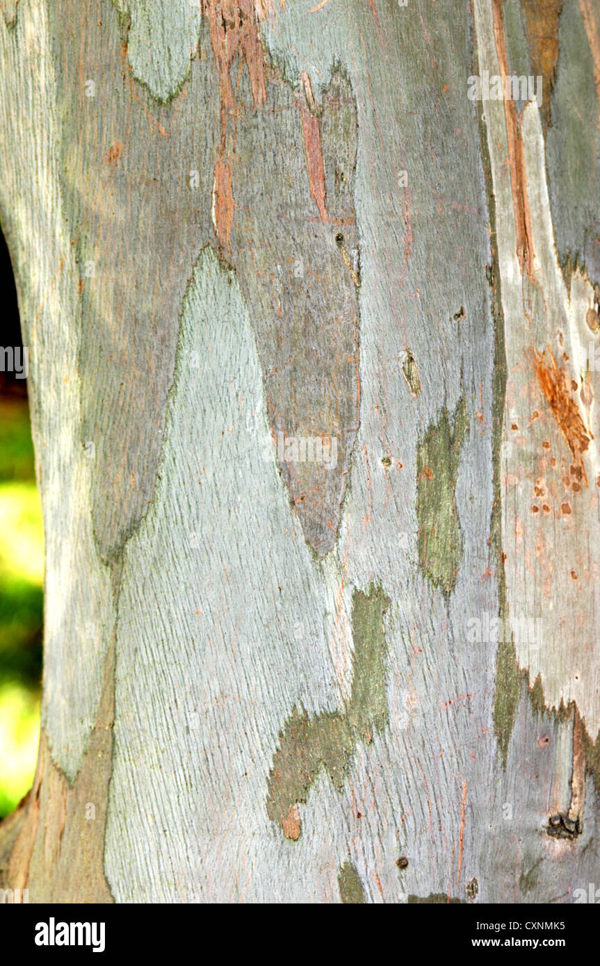 Piccolo-lasciava in gomma eucalipto parviflora Foto Stock