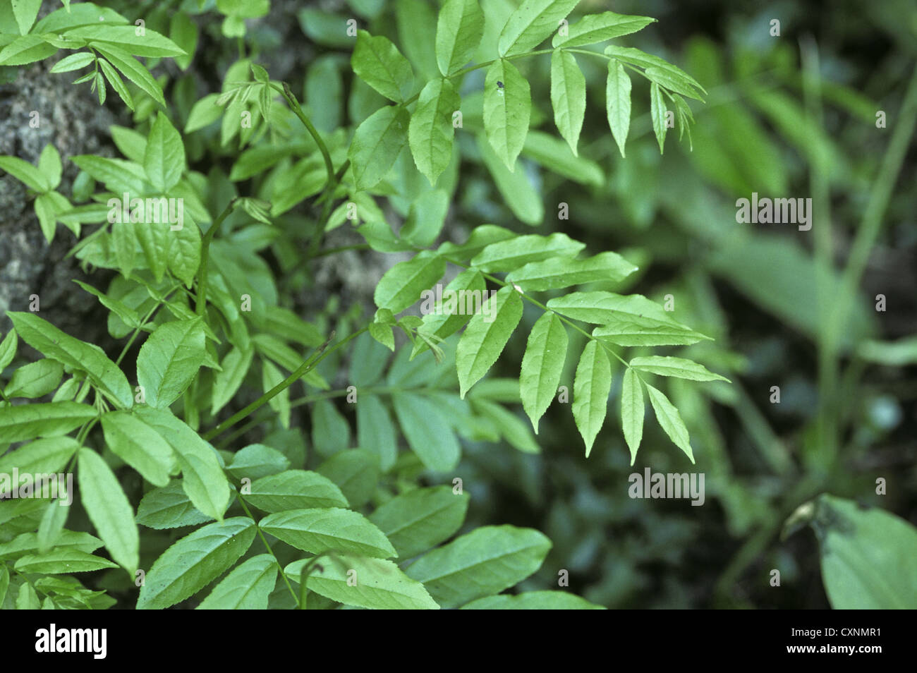 Dado ad alette caucasica Pterocarya fraxinifolia (Juglandaceae) Foto Stock