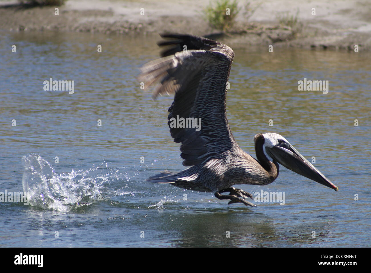Brown Pelican sbarco in acqua situato in Bolsa Chica Zone Umide California degli Stati Uniti Stati Uniti Foto Stock