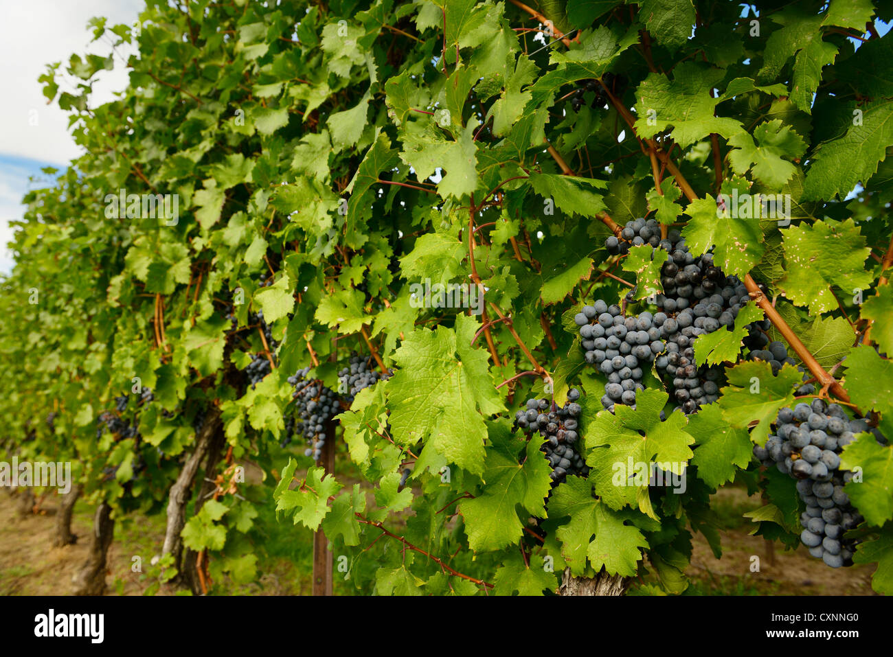 Mature blu uva Merlot su filari di viti in un vienyard prima del raccolto autunnale niagara ontario canada Foto Stock
