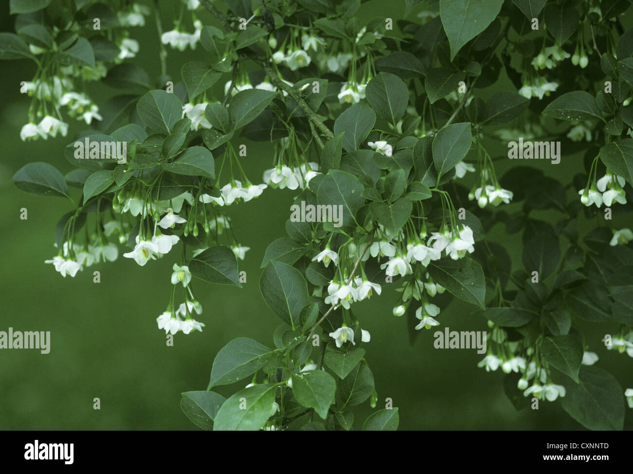 Struttura Snowbell Styrax japonica Styracaceae () Foto Stock