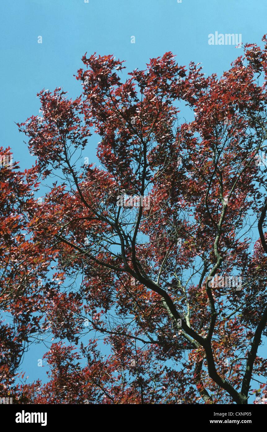 Scarlet Oak Quercus coccinea (Fagaceae) Foto Stock