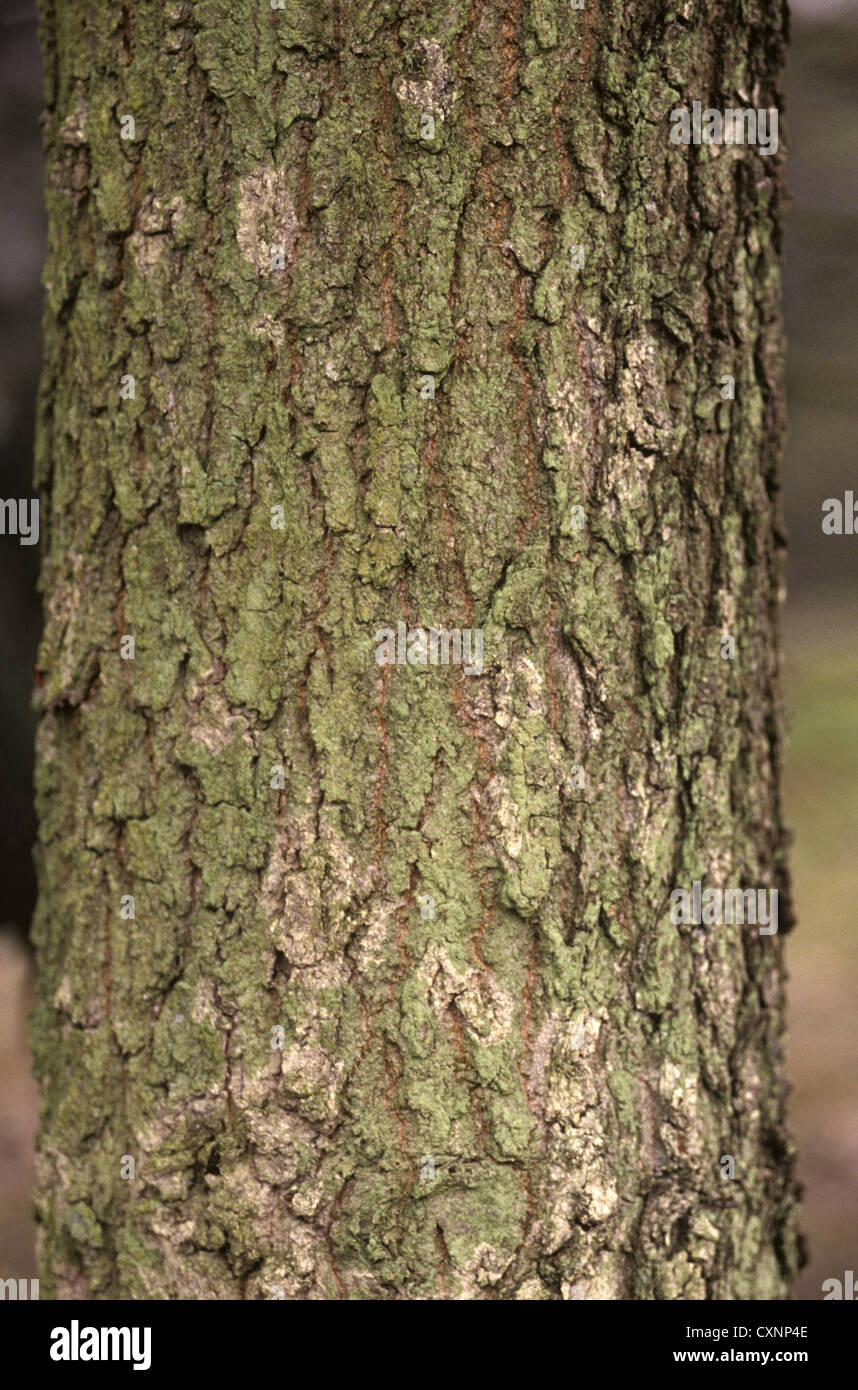 Mirbeck di rovere Quercus canariensis (Fagaceae) Foto Stock