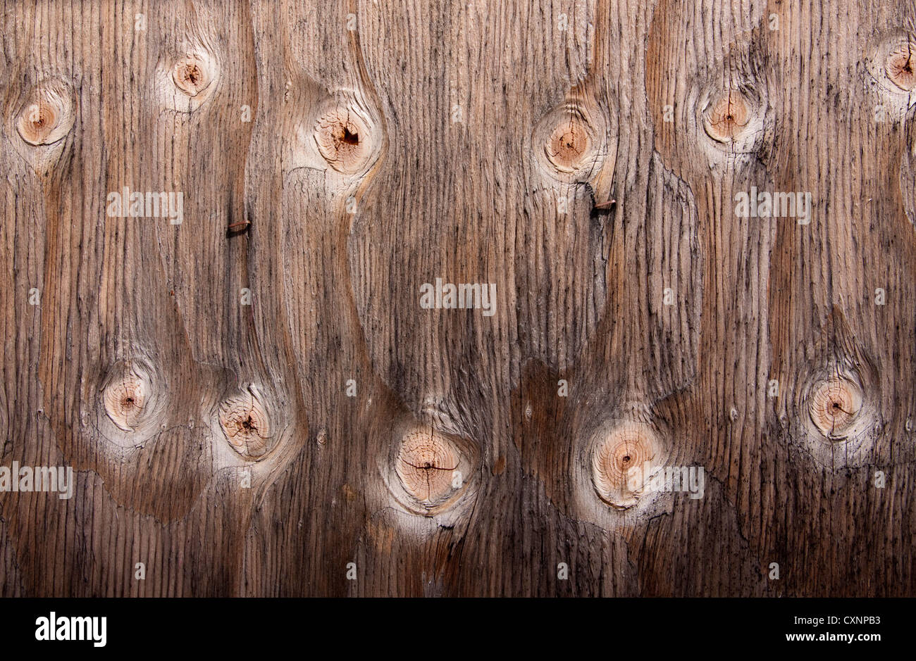 Nodi di legno creando una configurazione su un pezzo di legno. Foto Stock