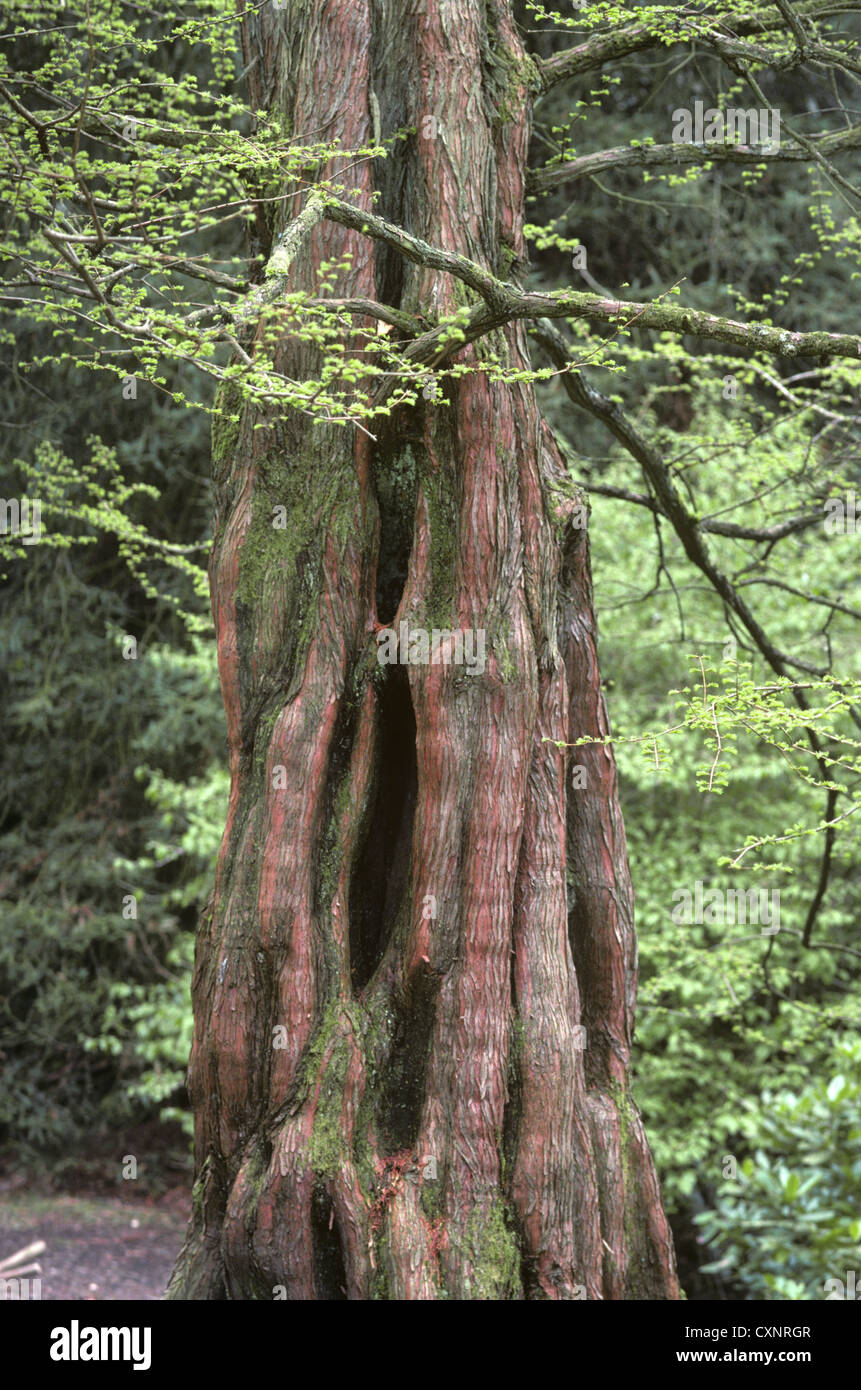 Dawn Redwood Metasequoia glyptostroboides (Taxodiaceae) Foto Stock