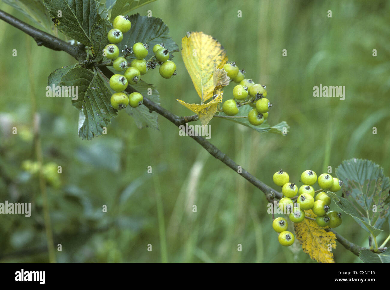 Sorbus lancastriensis (Rosacee) Foto Stock
