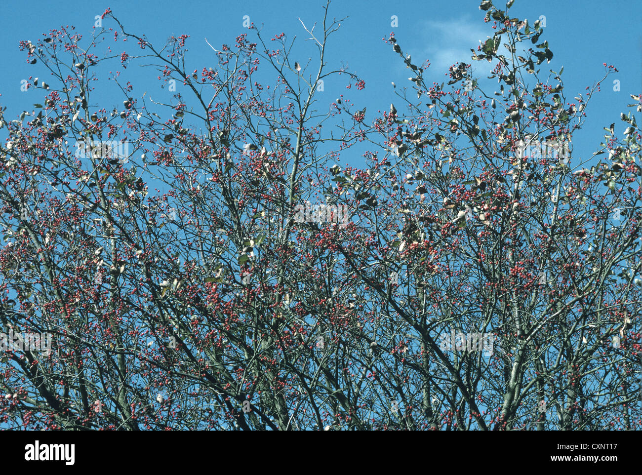Sorbo montano svedese Sorbus intermedia (Rosacee) Foto Stock