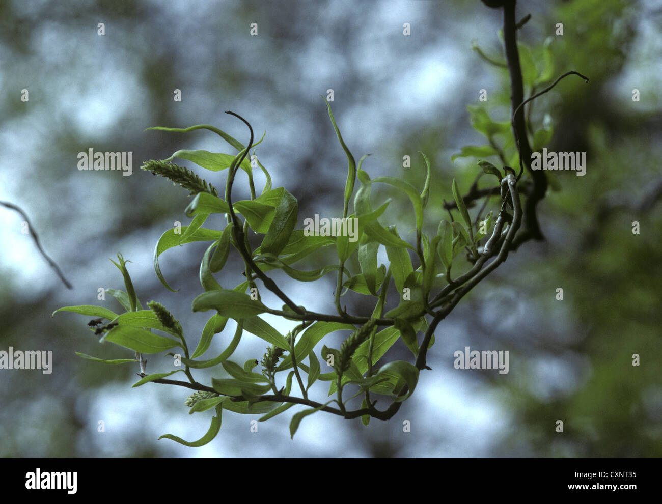 Il cinese salice piangente cavatappi (modulo) Salix babylonica pekinensis (Salicaceae) Foto Stock