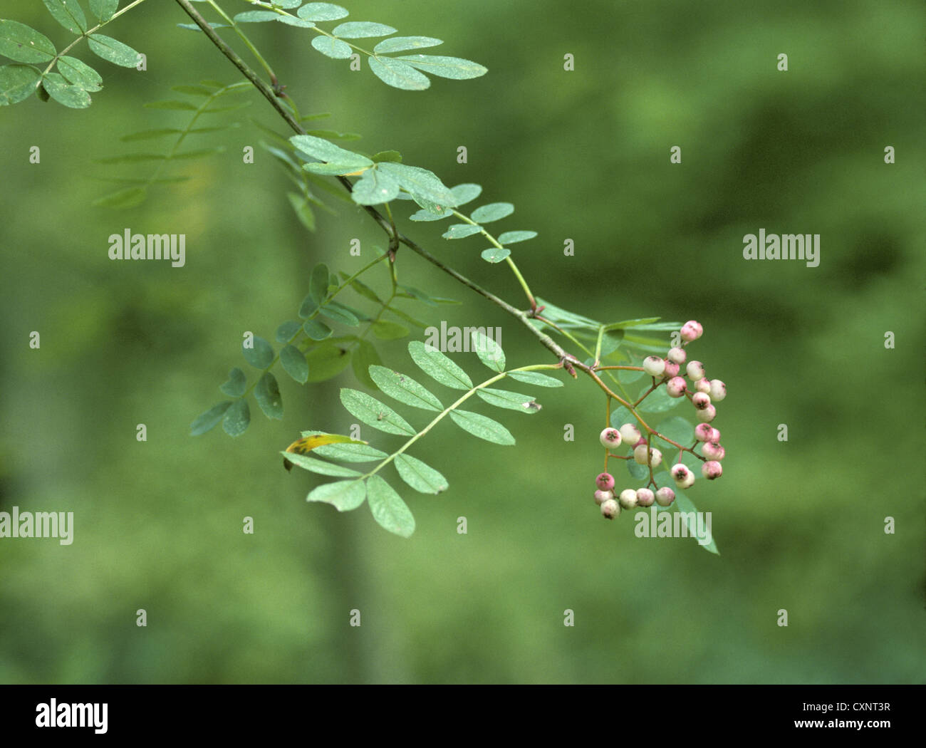 Struttura a cupola. A volte chiamato Hubei Rowan Sorbus glabrescens Foto Stock