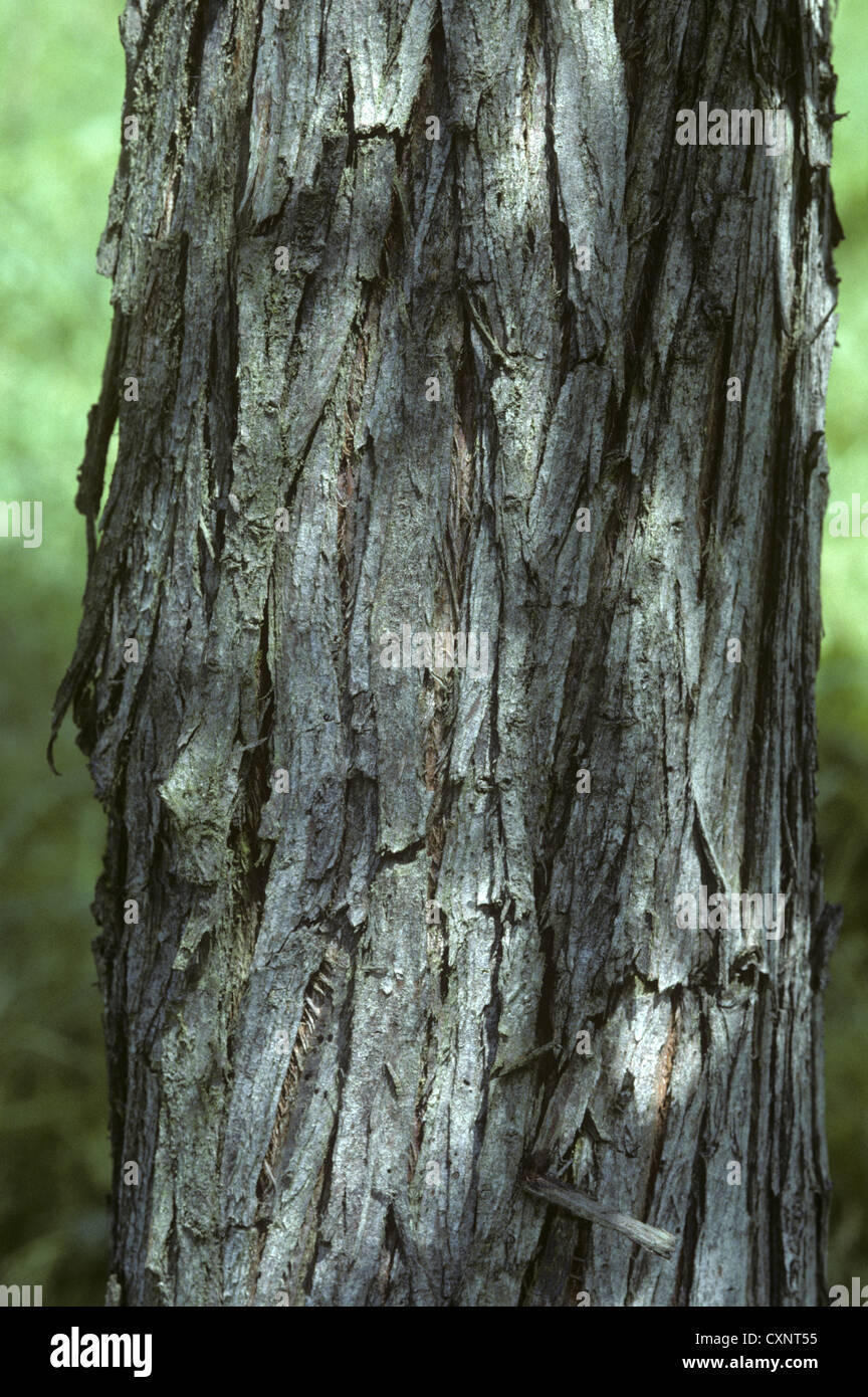 Pond Cypress Taxodium ascendens (Taxodiaceae) Foto Stock