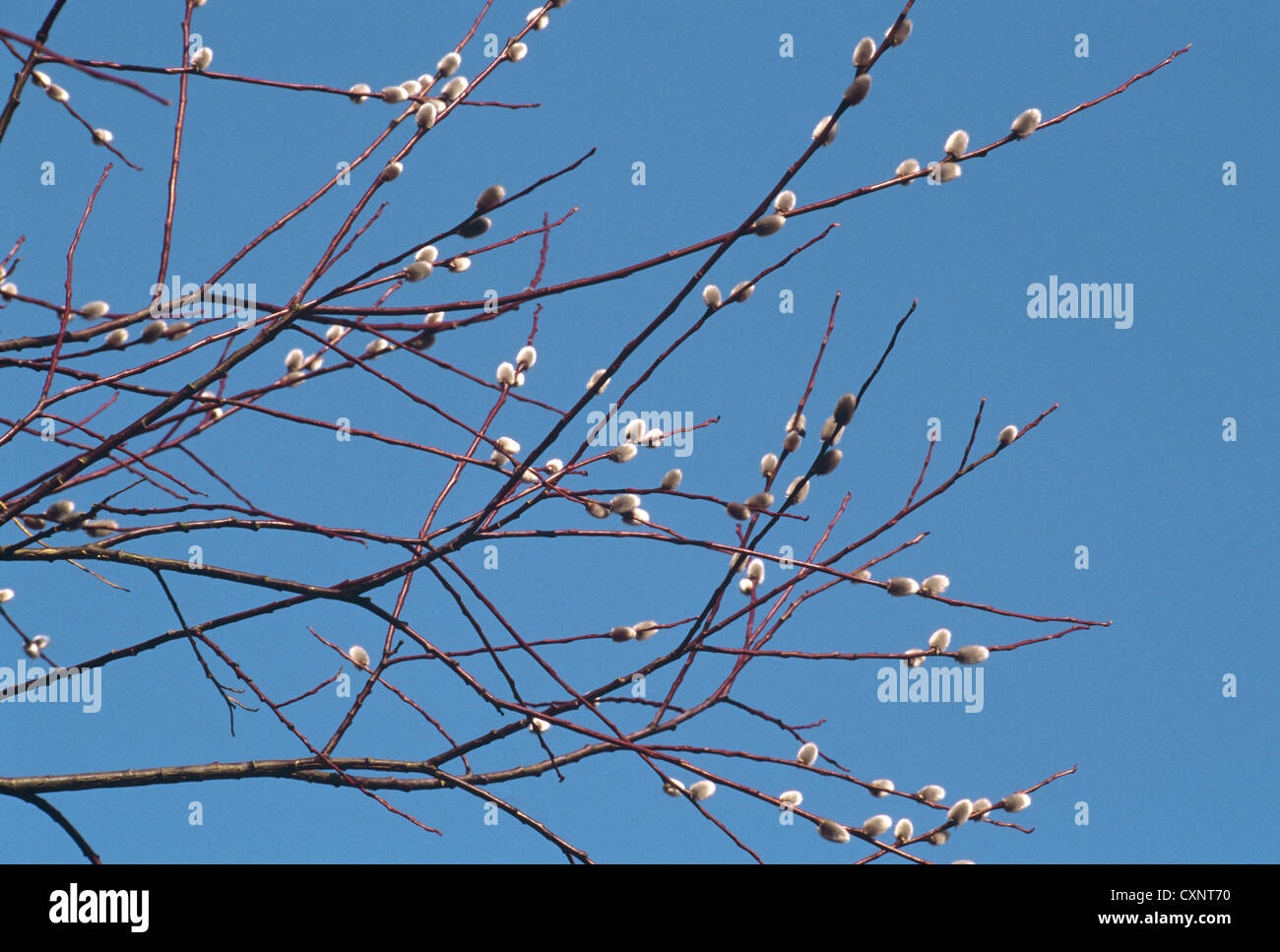 Unione viola-willow Salix daphnoides (Salicaceae) Foto Stock