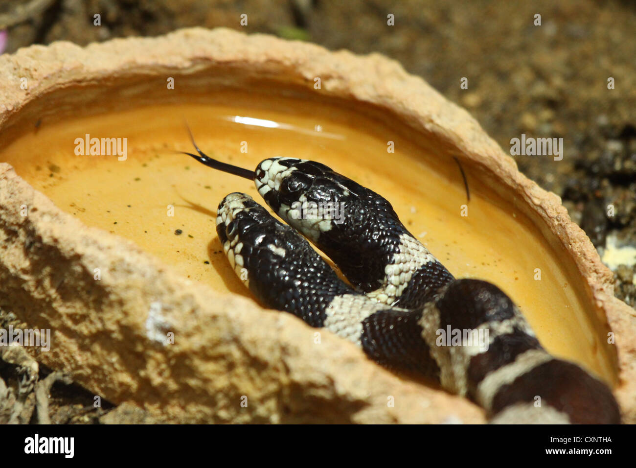 A due intitolato snake Foto Stock