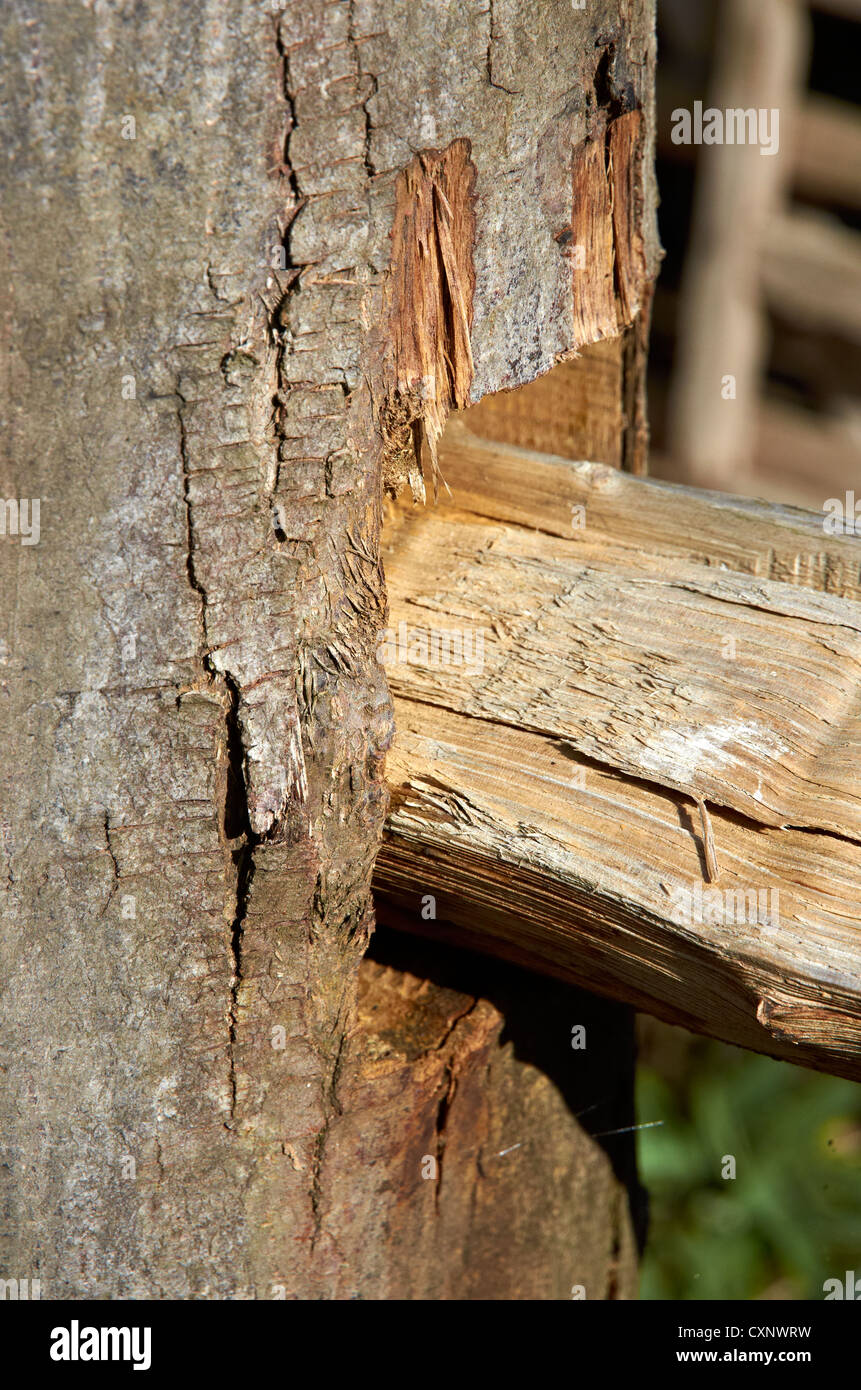 Recinzione in stile rustico che mostra split pole situato nella mortasa nel montante. Foto Stock