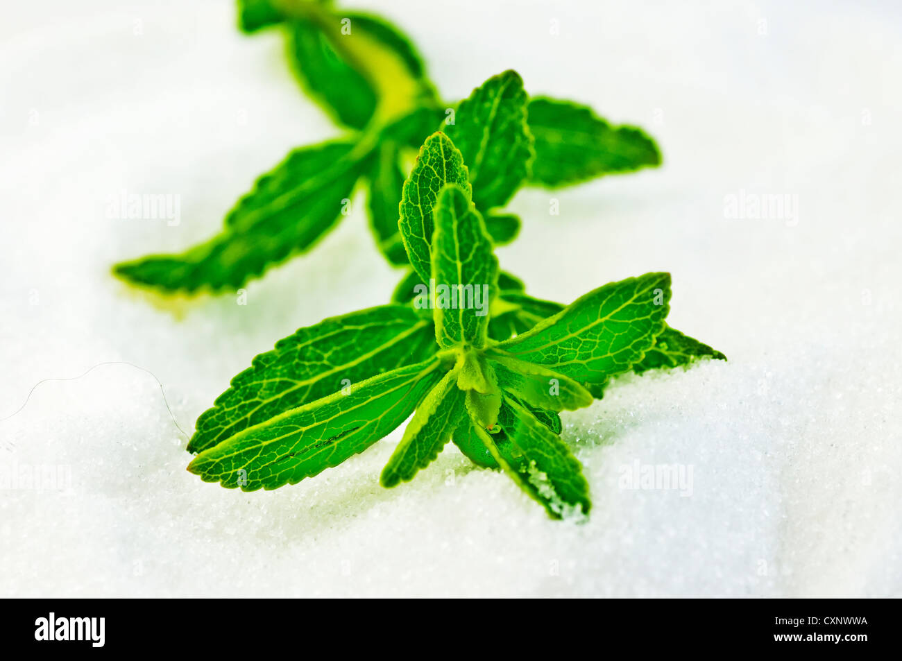 La Stevia rebaudiana di supporto a base di erbe per lo zucchero con zero calorie Foto Stock