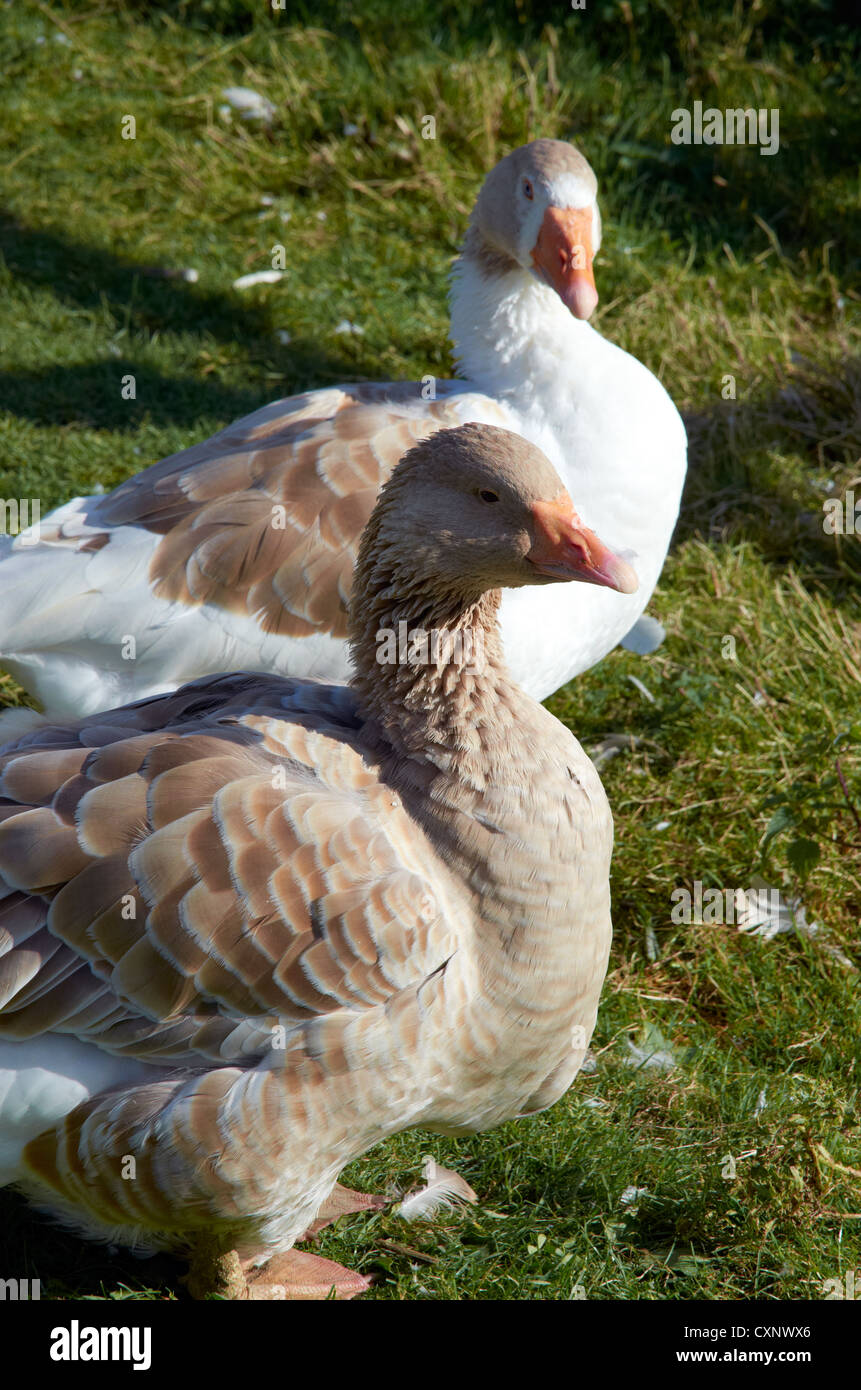 Oche domestiche Anser anser domesticus Foto Stock