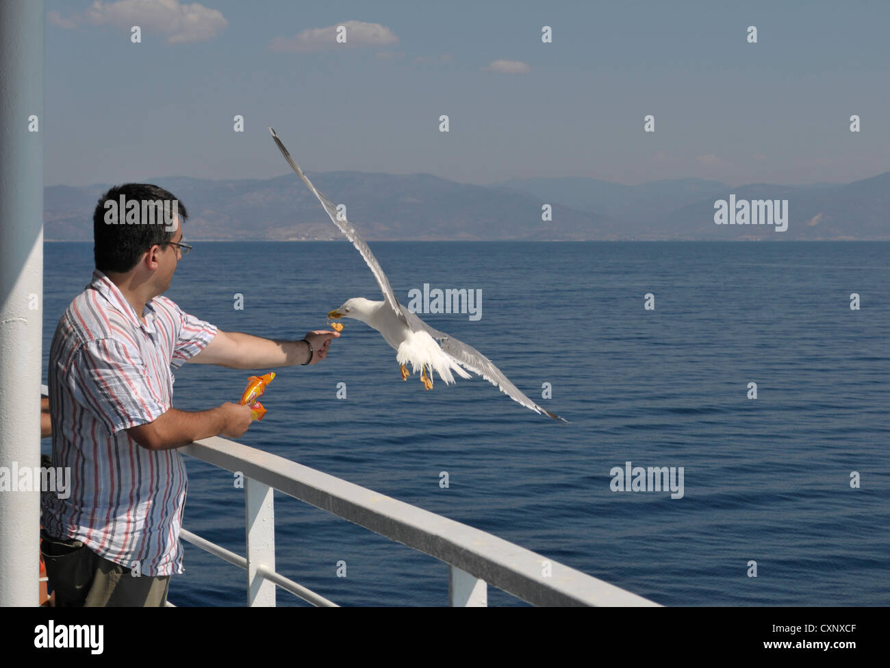 Alimentazione uomo seagull dal traghetto, Mar Egeo, Grecia Foto Stock