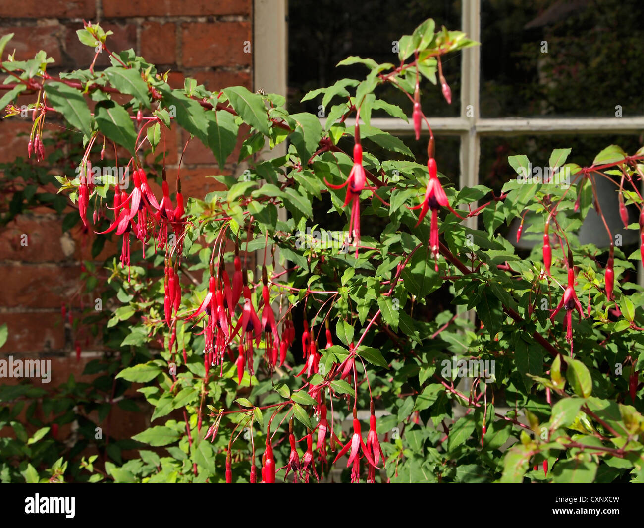 Fucsia boccole crescente contro una residenza georgiana in mattoni con finestra dietro Foto Stock
