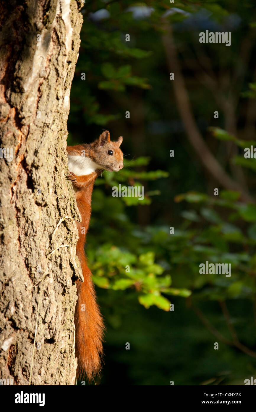 Curioso Red scoiattolo (Sciurus vulgaris). Foto Stock