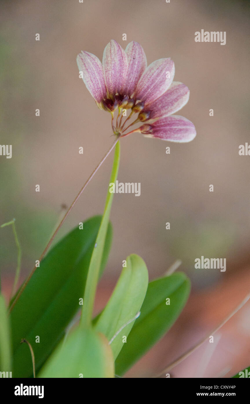 Bulbophilum sp Orchid Foto Stock