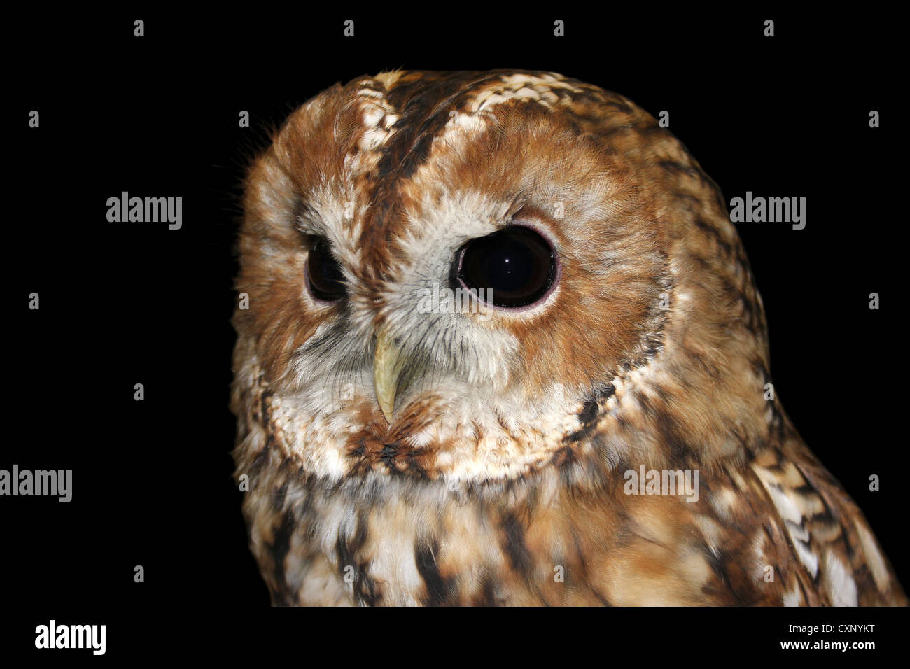 Captive Allocco Strix aluco Foto Stock