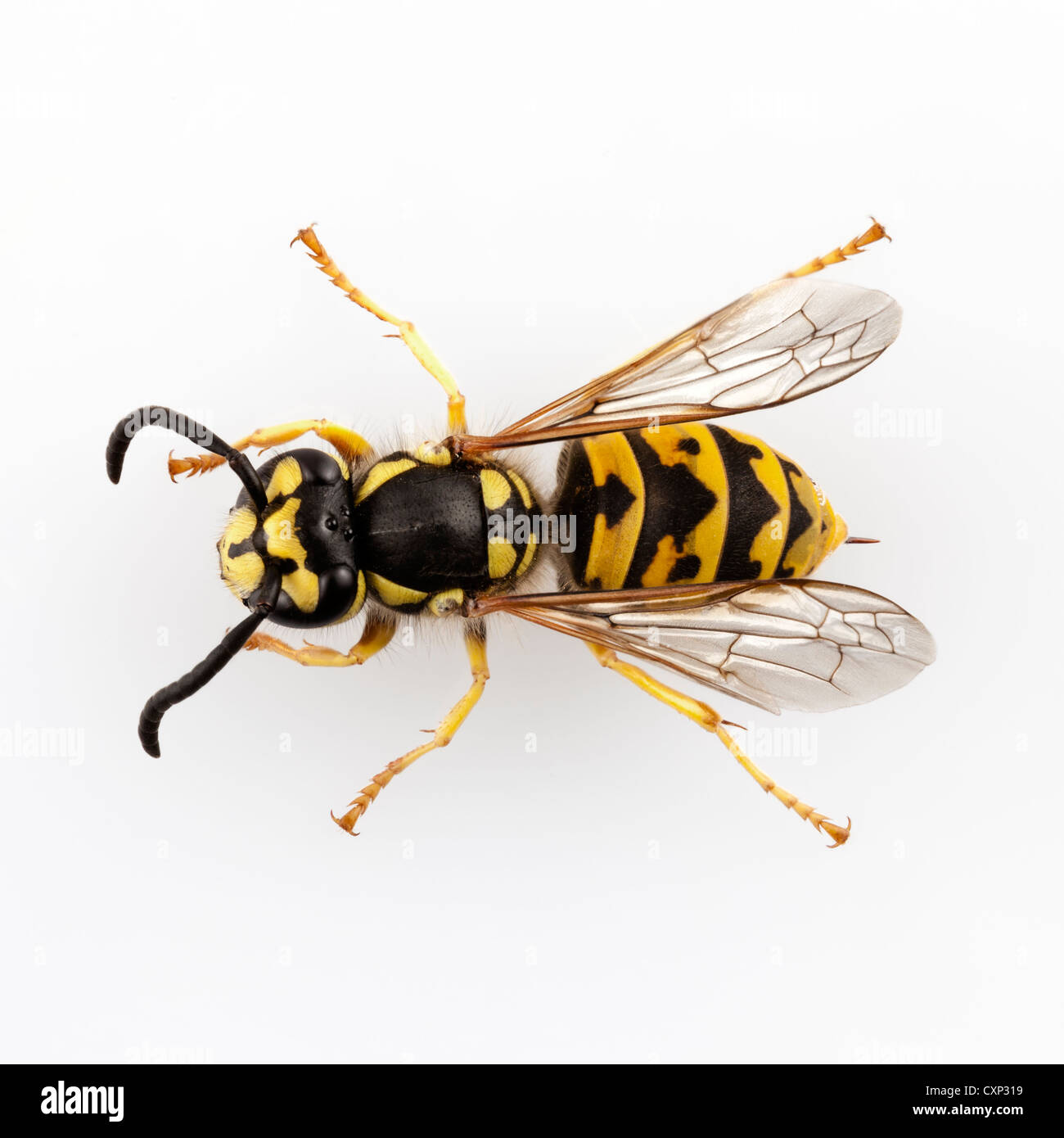 Wasp Vespula germanica specie isolati su sfondo bianco Foto Stock