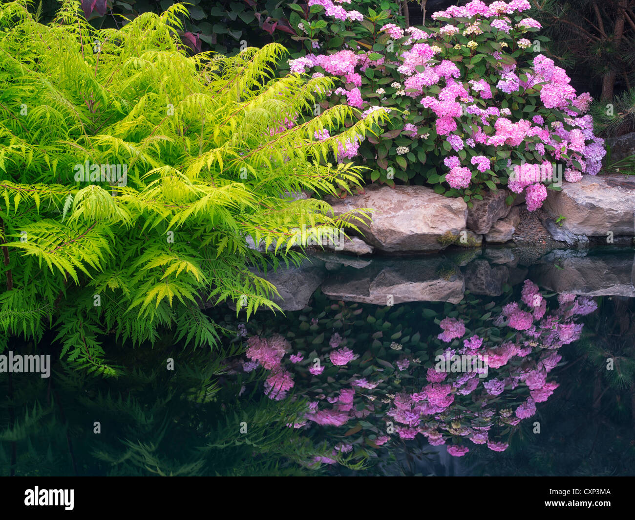 Hydrandia riflessione in stagno a Hughes giardini d'acqua, Oregon Foto Stock
