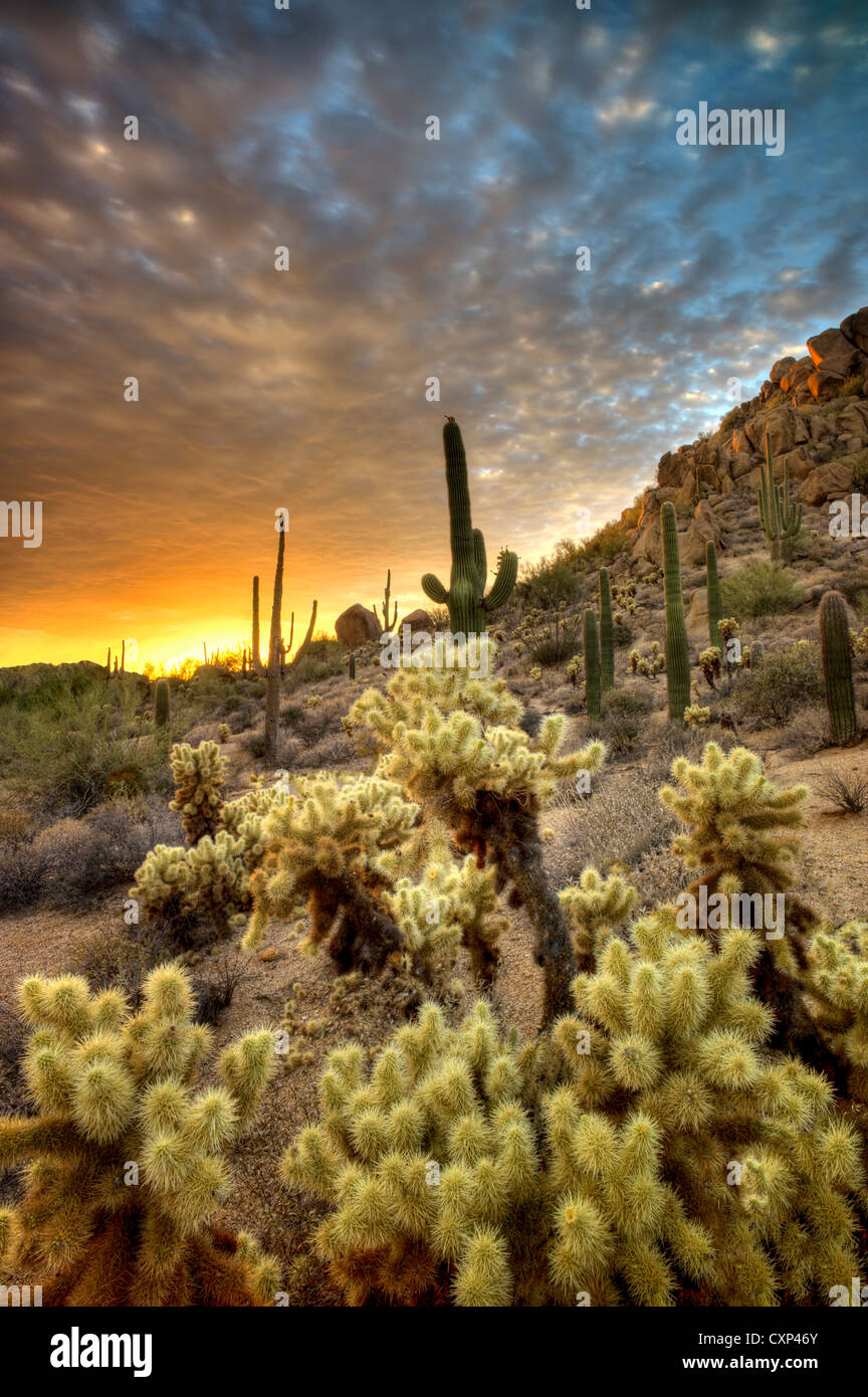 Saguaro e cholla cactus al tramonto. Deserto Sonoran, Arizona Foto Stock