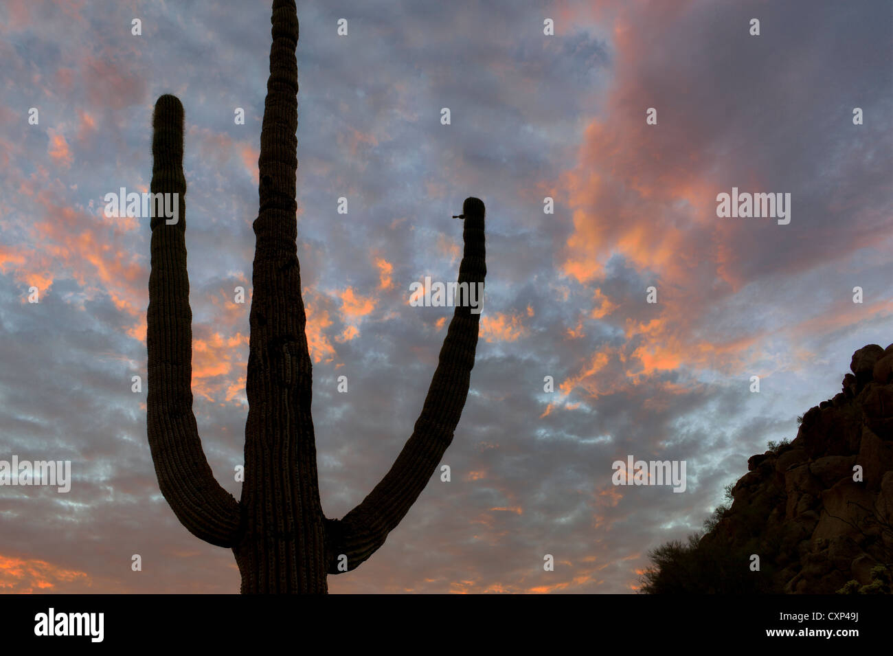 Cactus Saguaro e nuvole al tramonto. Deserto Sonoran, Arizona Foto Stock
