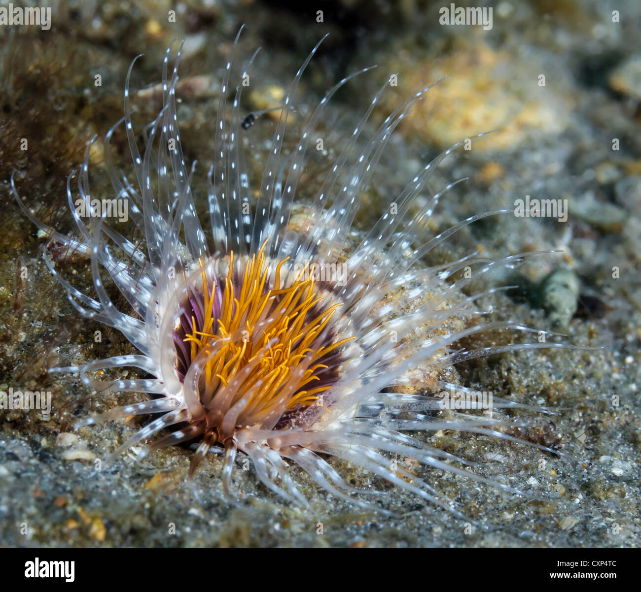 Tubo Anemone dimora presso Airone cenerino Bridge, West Palm Beach, FL Foto Stock