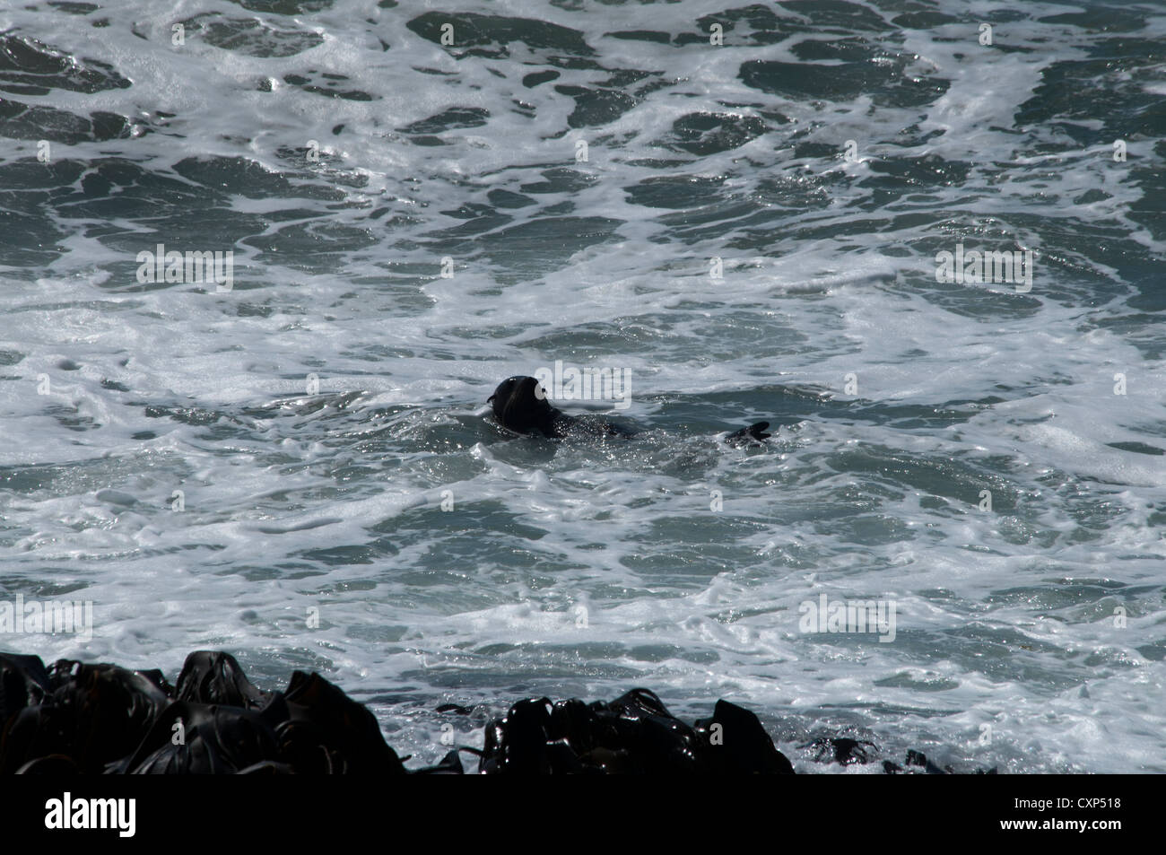 Una nuova zelanda pelliccia sigillo di riposo in mare appena fuori la penisola di Otago in Nuova Zelanda. Ein neuseeländischer Seebär döst im Meer. Foto Stock