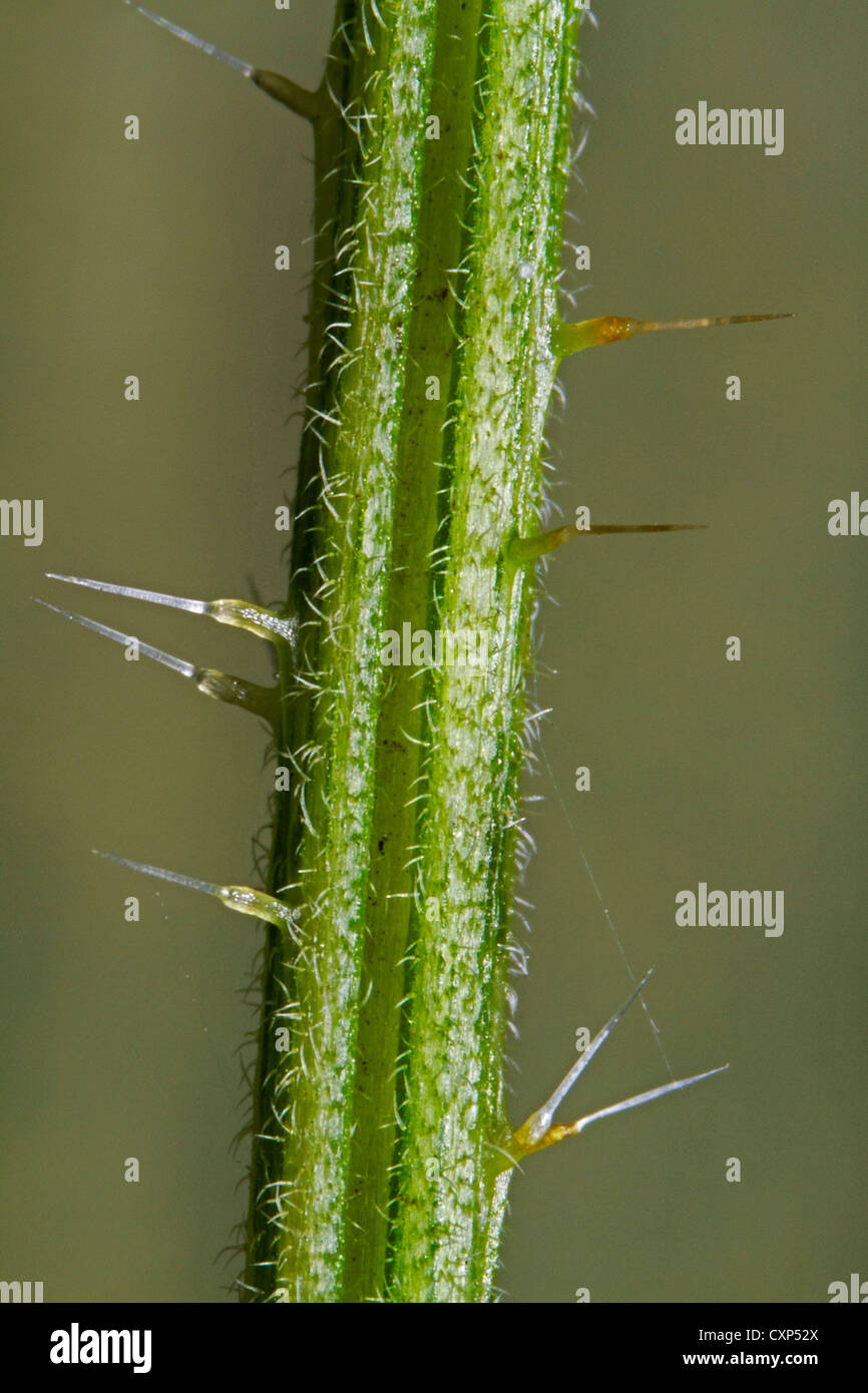 Close-up dettaglio della sensazione puntoria peli di ortica / comune ortica (Urtica dioica), Belgio Foto Stock